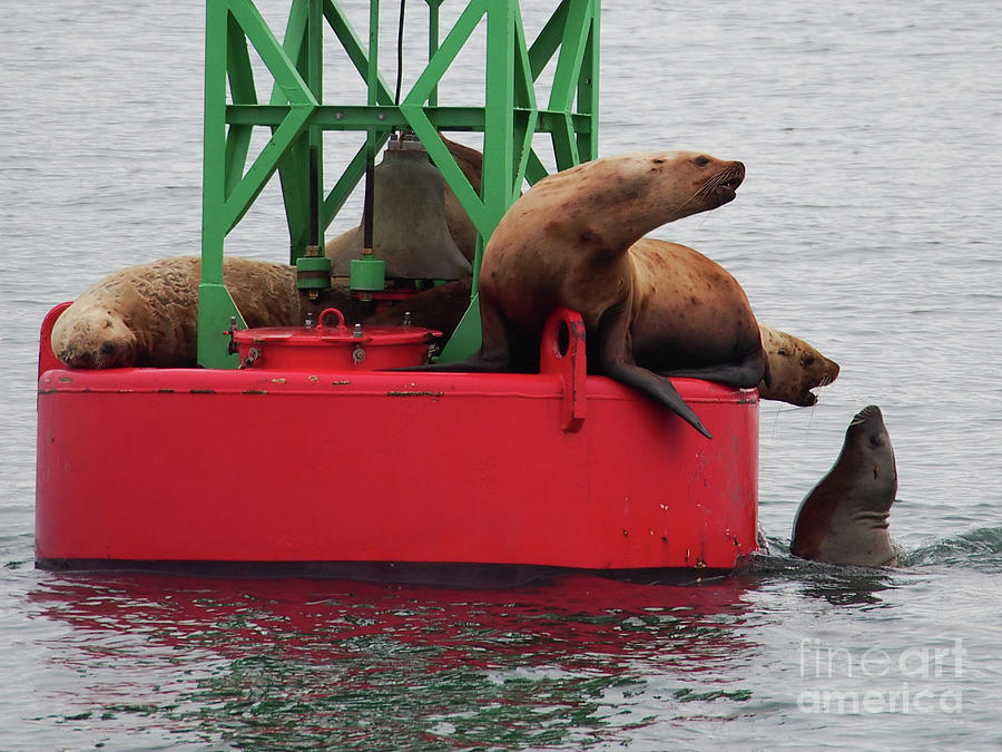 Sea Lions Photograph by Adrienne Franklin