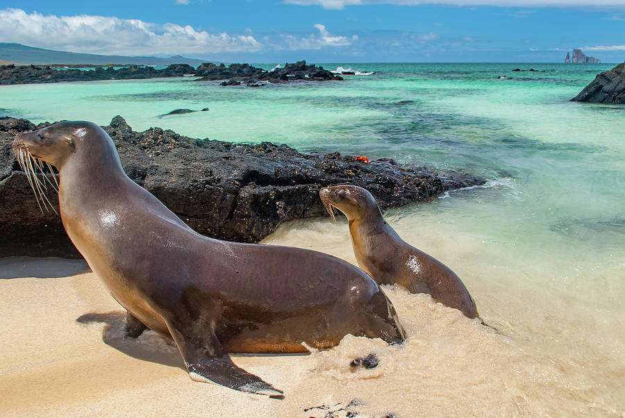 Sea Lions Photograph by Angela Messmer-Blust - Fine Art America