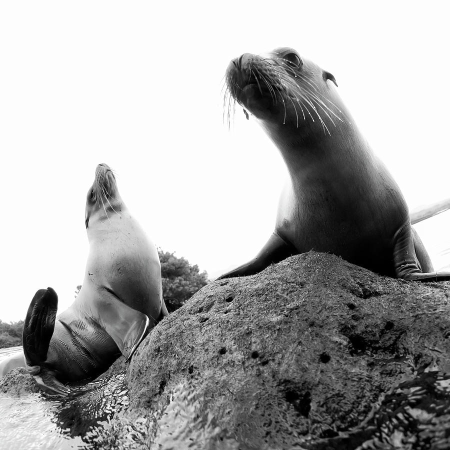 Turtle Photograph - Sea lions chilling out by Antonio Busiello