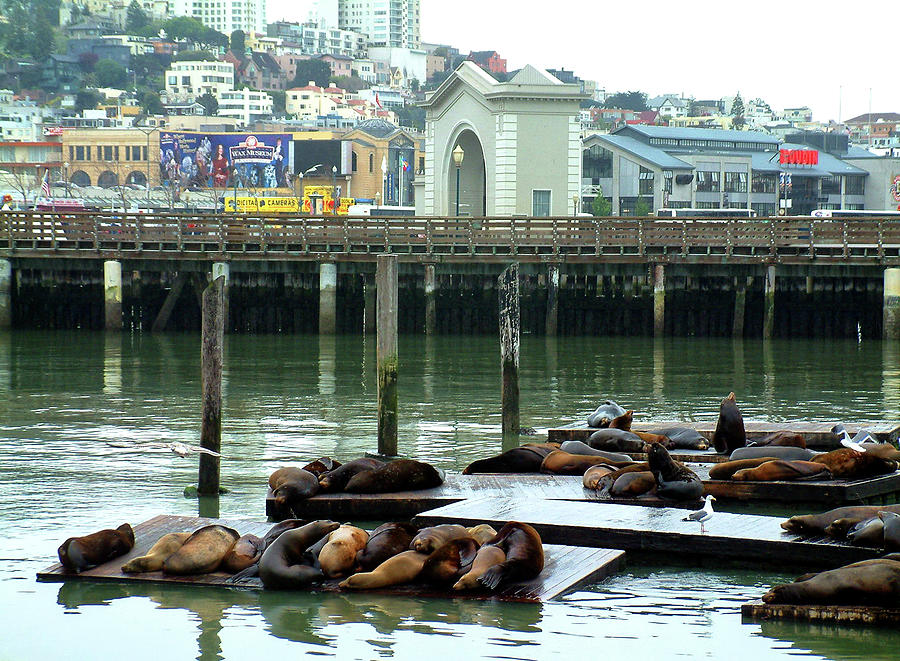 Sea Lions in Sanfransco Harbour Photograph by Sam Hall - Pixels