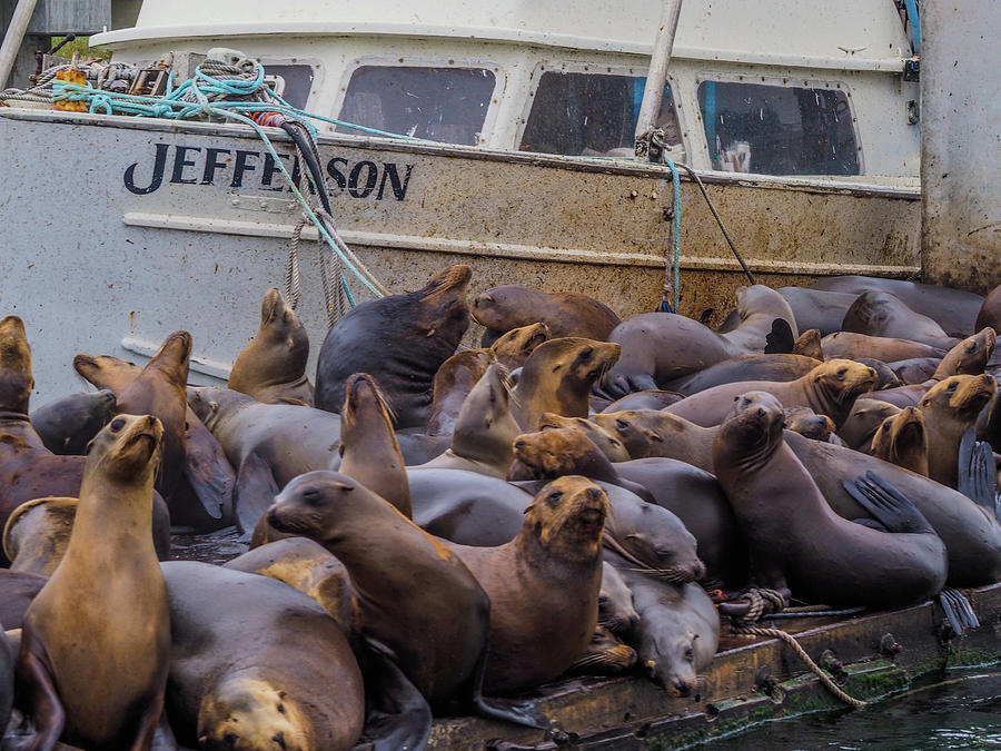Sea Lions in the Elkhorn Slough 114 Photograph by James C Richardson