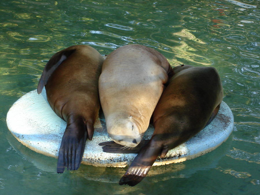 Sea Lions Nap Photograph by Kenny Glover