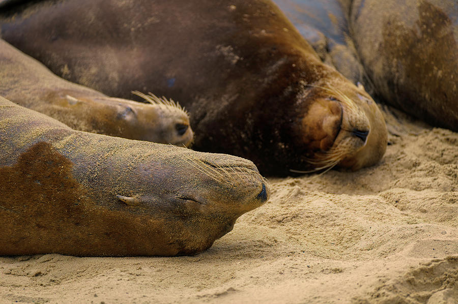 Sea Lions Nap Time Photograph by Lindsay Thomson