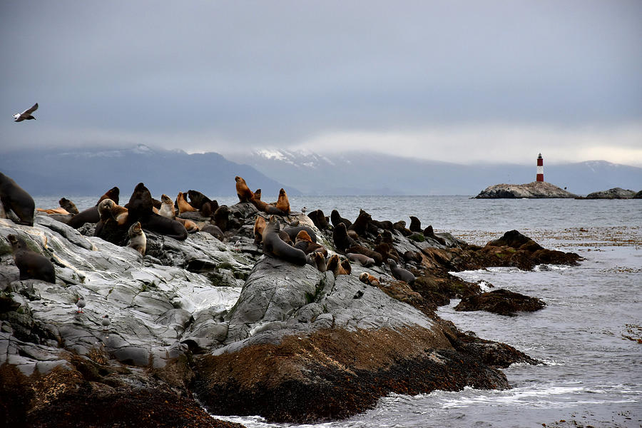 Sea lions on rocky coatline Photograph by Paola Pecchia / Foap