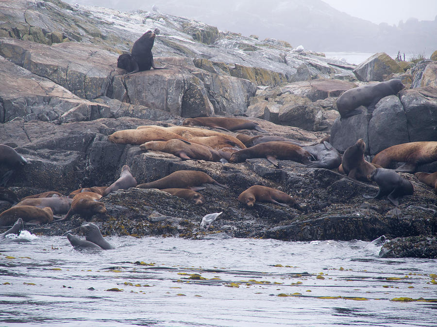 Sea Lions on Rocky Island Photograph by Karen Zuk Rosenblatt