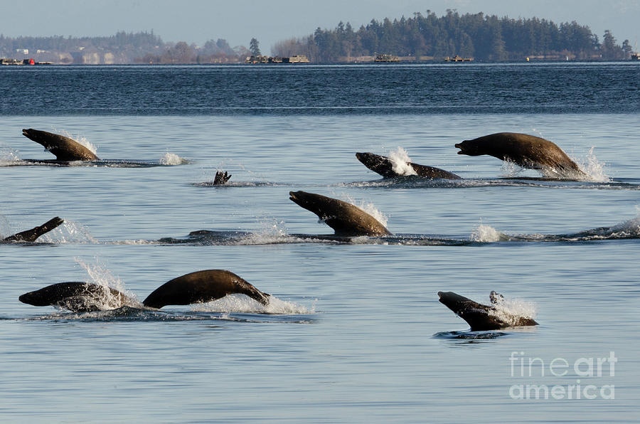 Sea Lions On The Move 2 Photograph by Bob Christopher