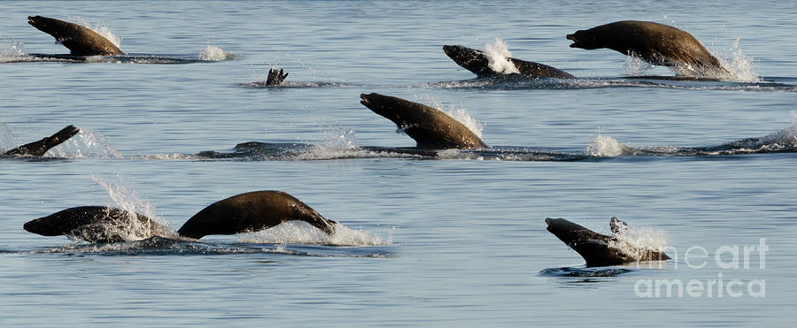 Sea LIons On The Move Photograph by Bob Christopher