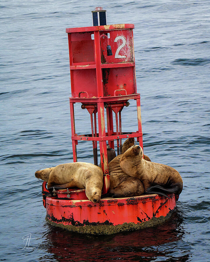 Mammal Photograph - Stellers Sea Lions Resting on a Buoy. by Jim Thompson Mammal Photograph - Stellers Sea Lions Resting on a Buoy. by Jim Thompson