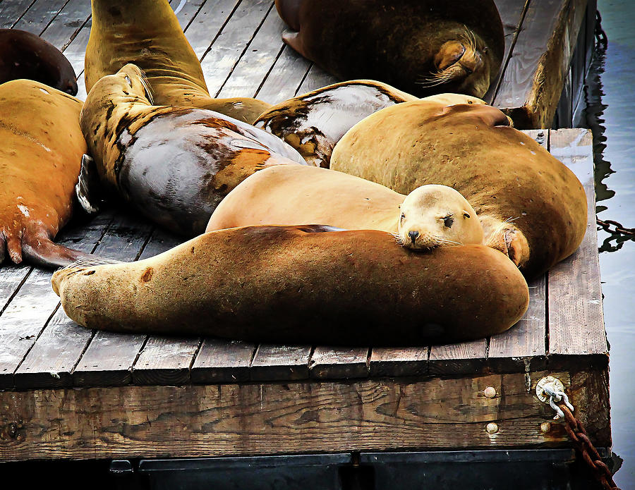 Sea Lions Resting, Pier 39, San Francisco Photograph by David Morehead