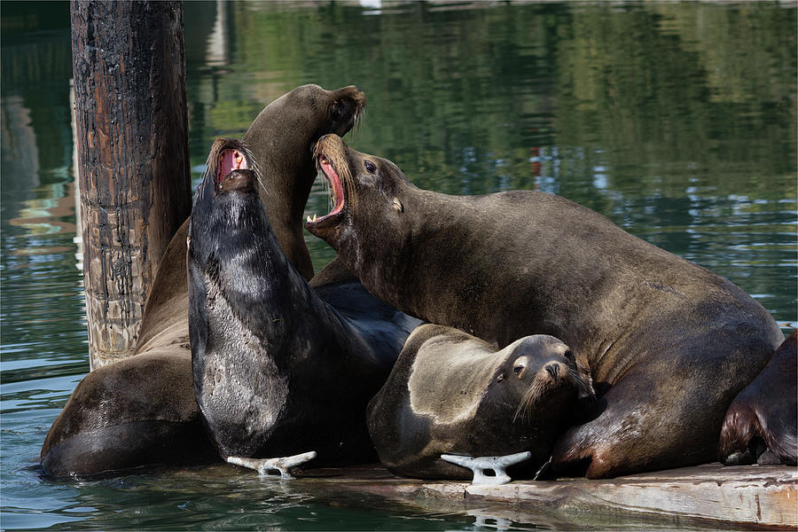 Sea Lions Rocking Out Photograph by Kathleen Bishop