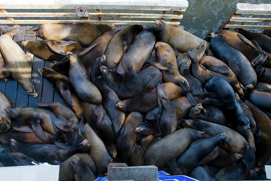 Sea Lions, Santa Cruz Municipal Wharf, California, USA Photograph by