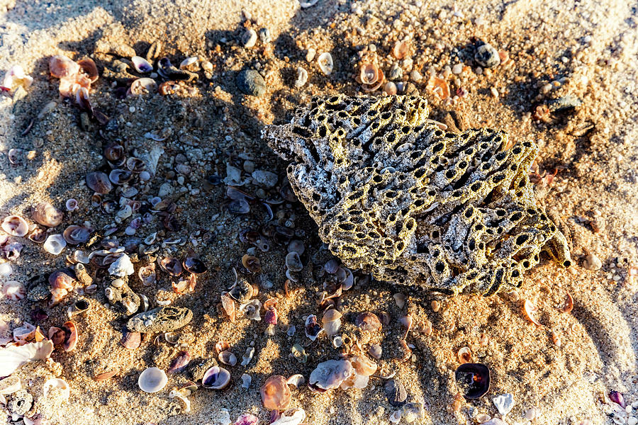 Sea Litter Photograph by Kelley King - Fine Art America