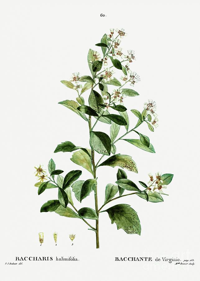 Fiore di Baccharis halimifolia