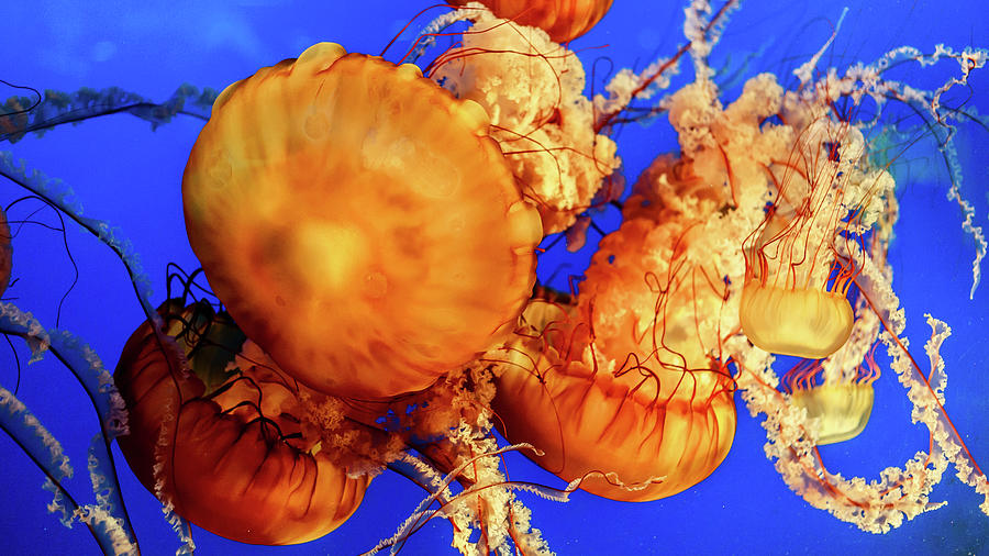 Sea Nettle Jellyfish 2 Photograph by HawkEye Media