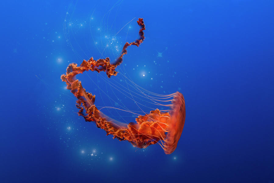 Sea Nettle Jellyfish - Deep Orange Photograph by Patti Deters