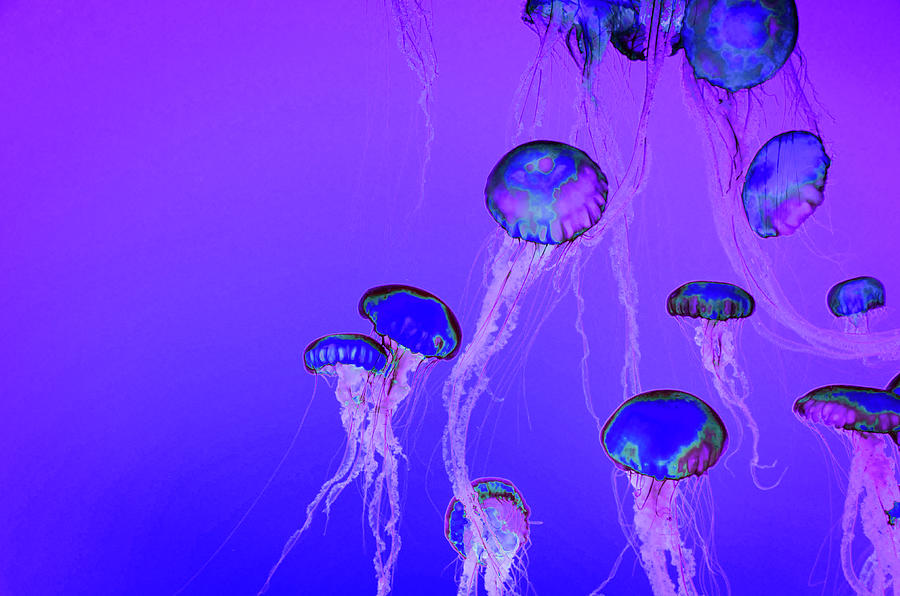 Sea Nettle Jellyfish in Purple Light Photograph by Marilyn MacCrakin