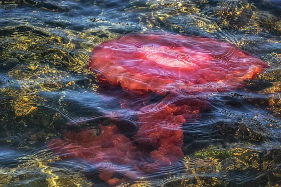  Sea Nettle Jellyfish in Walvis Bay Photograph by Belinda Greb