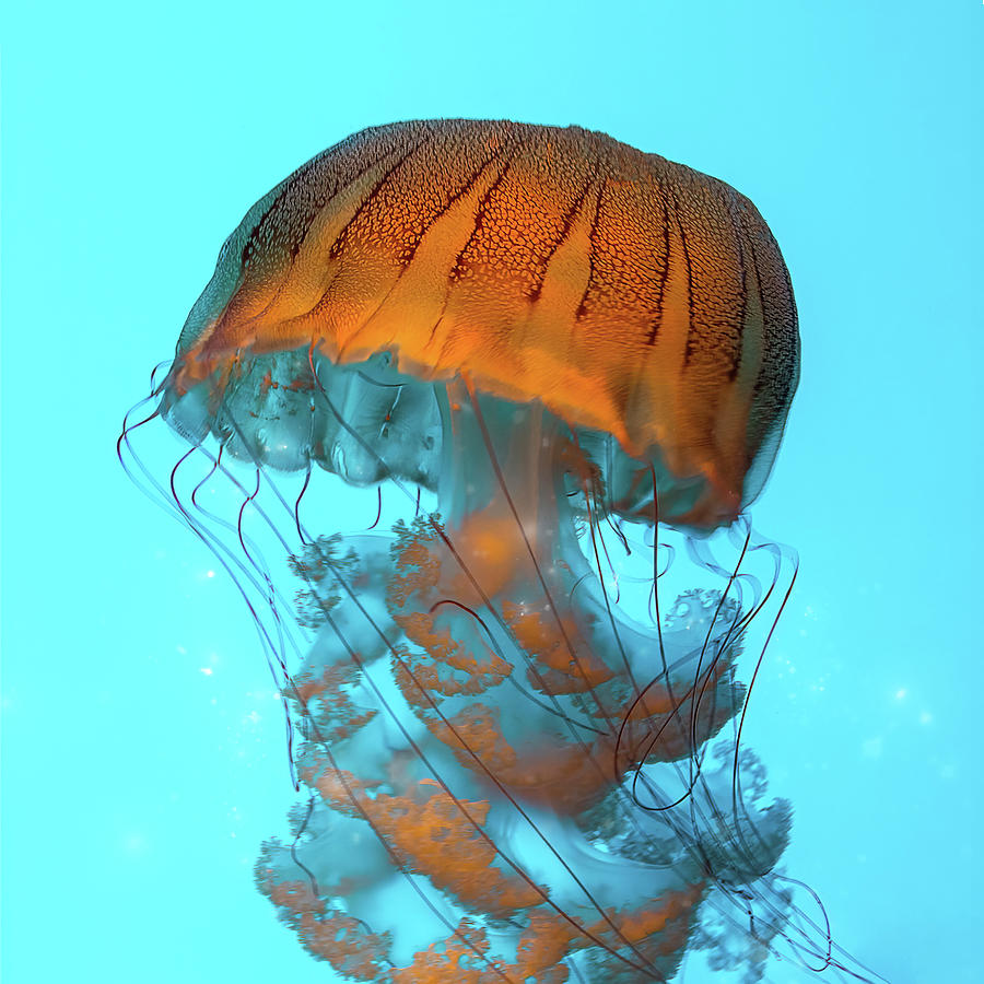 Wildlife Photograph - Sea Nettle Jellyfish - Orange and Turquoise by Patti Deters