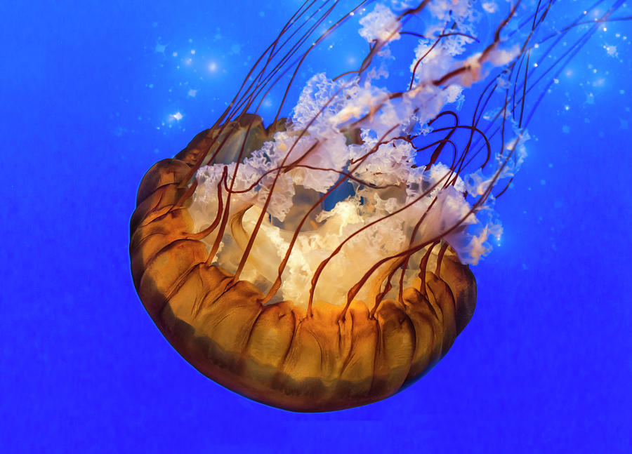 Sea Nettle Jellyfish - Orange Down Photograph by Patti Deters
