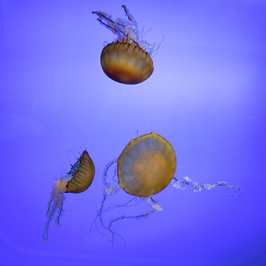Sea Nettles Photograph