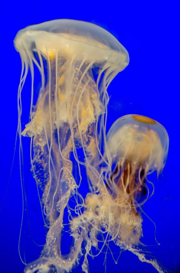 Sea Nettles Photograph by WAZgriffin Digital