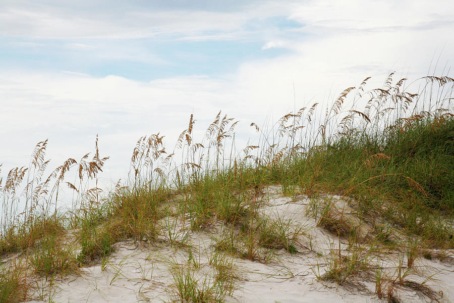 Sea Oat Grass and Dune 1 Photograph by Marilyn Hunt