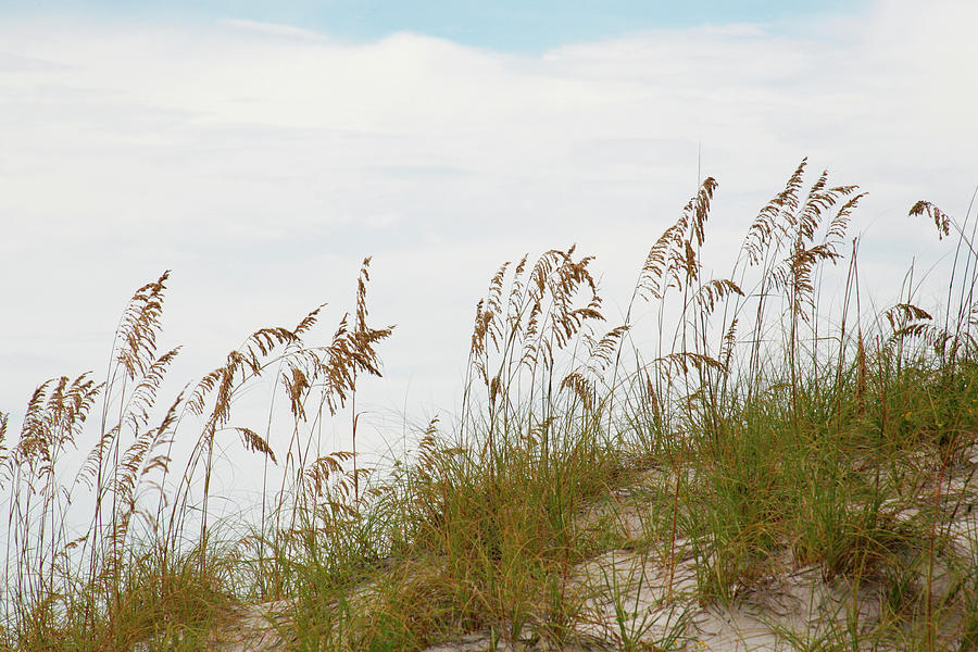 Sea Oat Grass and Dune 2 Photograph by Marilyn Hunt