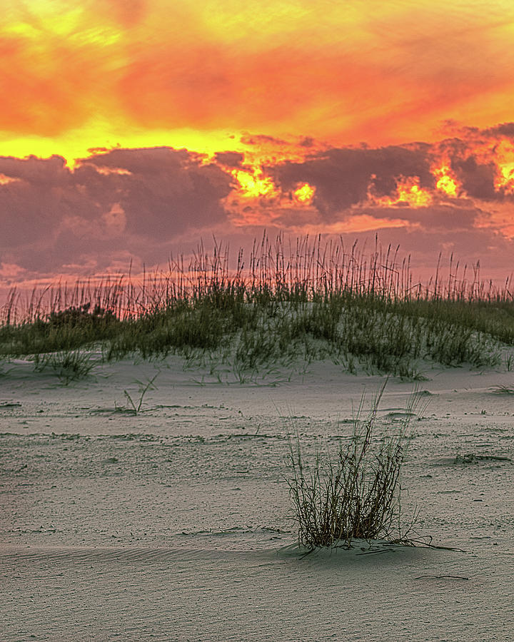Sea Oat Sunset Photograph by Kevin Senter