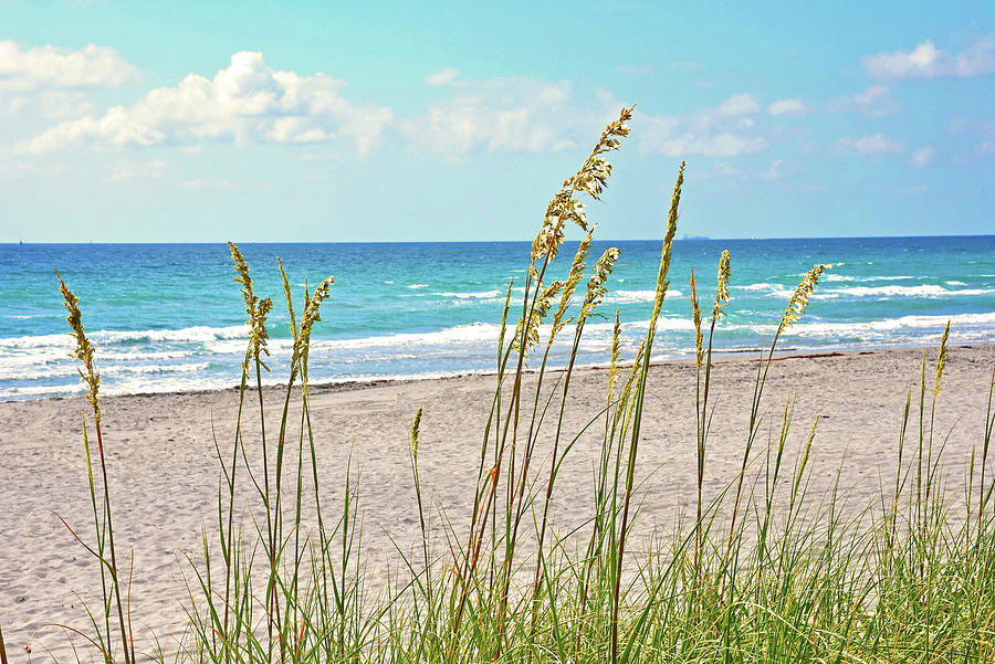 Sea Oats At The Beach Photograph By Jennie Hodges Pixels