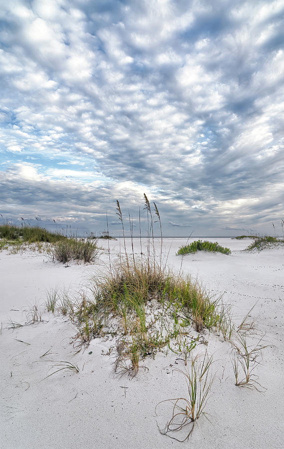 Sea Oats and Clouds Photograph by Bill Chambers