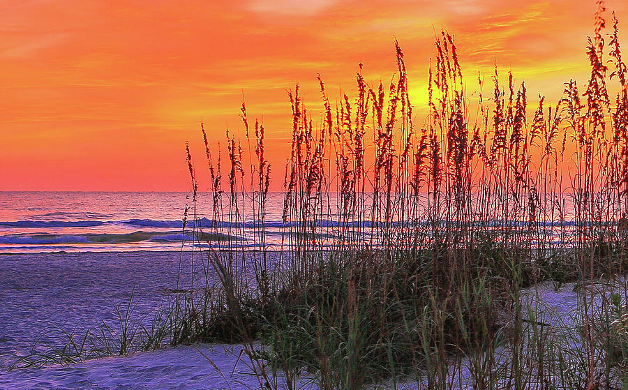 Sea Oats and Dunes Photograph by Gary Poteat - Fine Art America