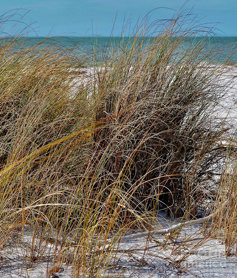 Sea Oats at Honeymoon Island State Park Photograph by L Bosco