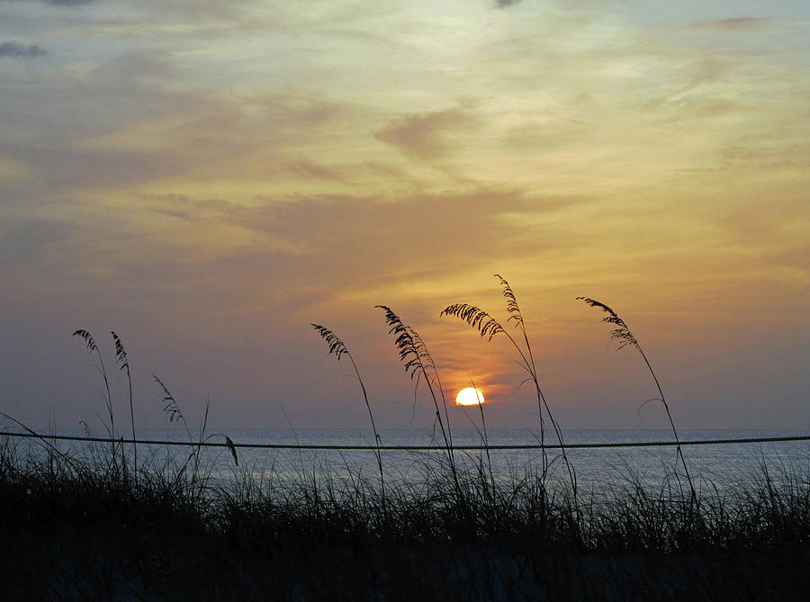 Sea Oats at Sunrise 714 Photograph by Corinne Carroll Sea Oats at Sunrise 714 Photograph by Corinne Carroll