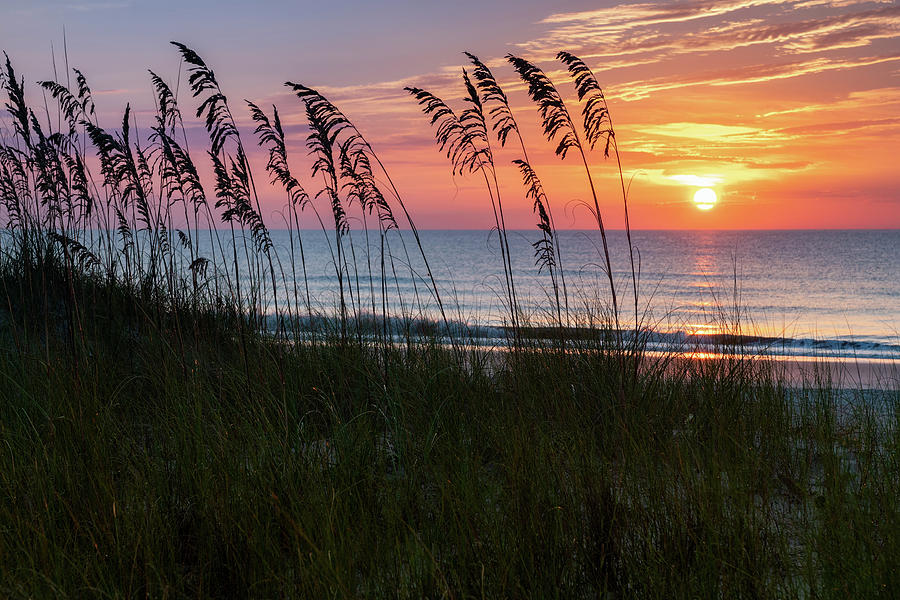 Sea Oats at Sunrise, Amelia Island, Florida Photograph by Dawna Moore Photography