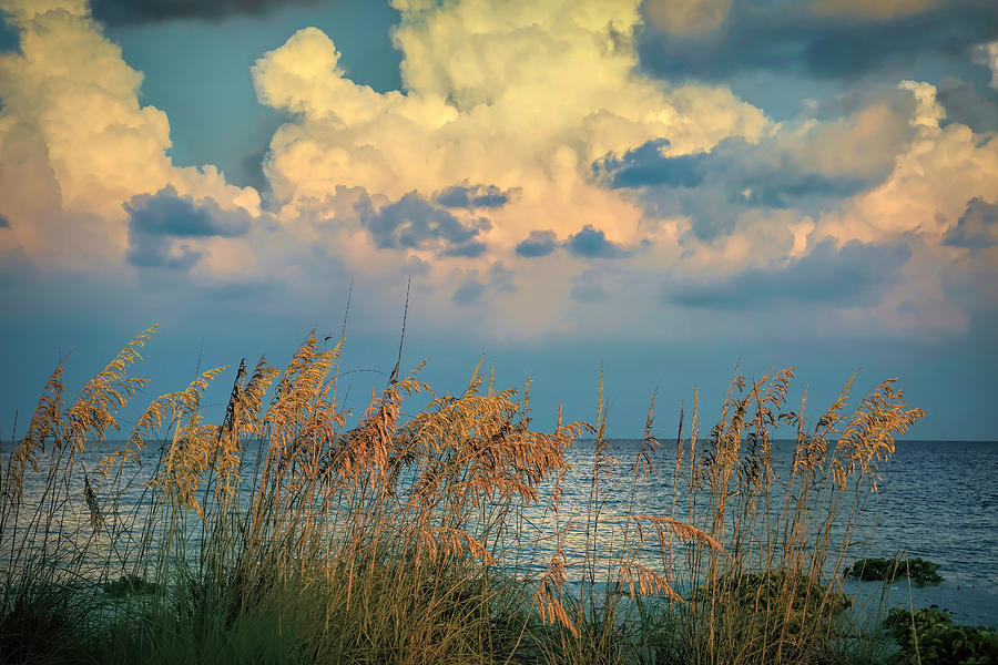 Sea Oats at Sunrise Photograph by Donna Kennedy