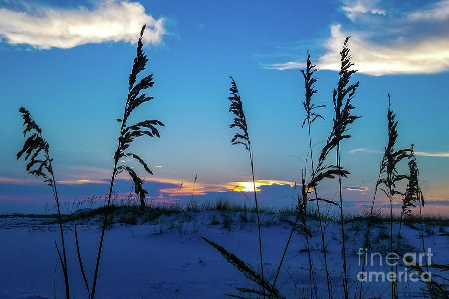 Sea Oats at Sunset Photograph by Beachtown Views