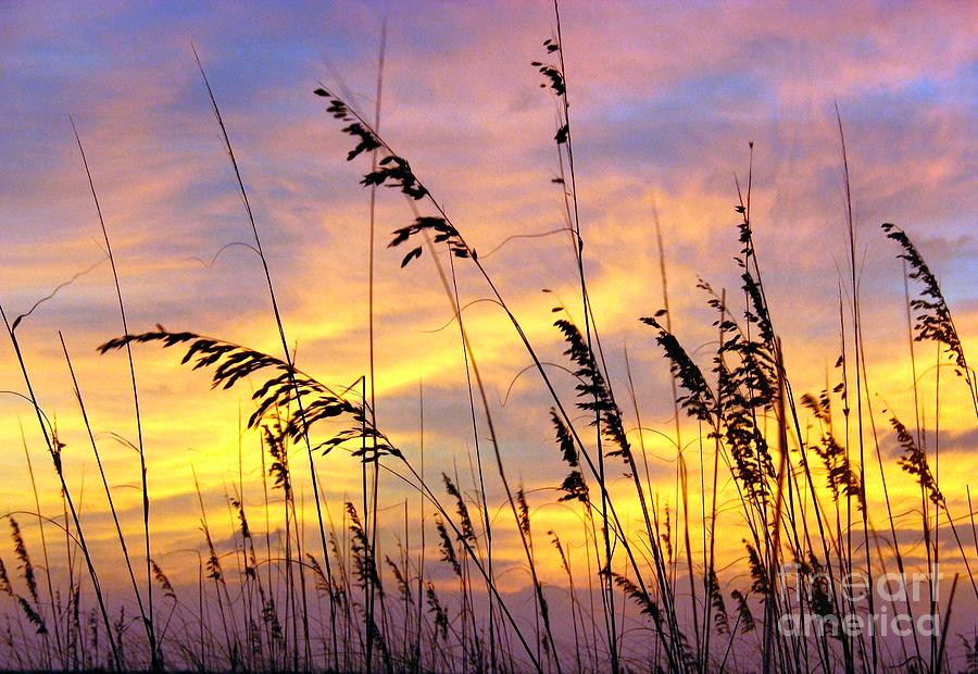 Sunset Photograph - Sea Oats at Sunset by Brenda Harle