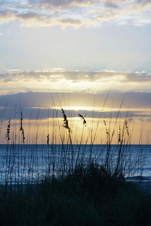 Sea Oats at Sunset Photograph by Mary Ann Artz