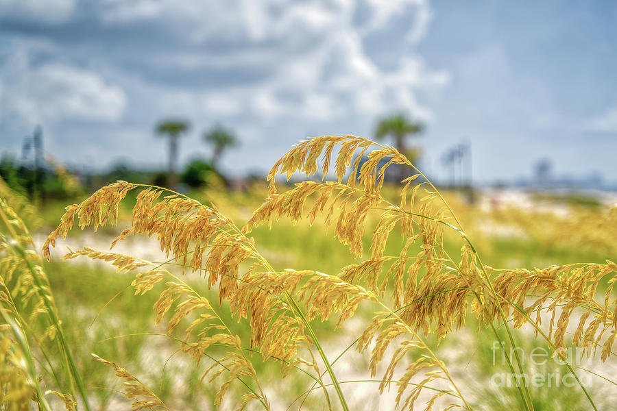 Sea oats Photograph by Brian Wright