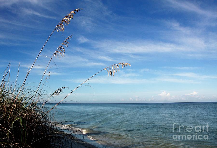 Sea Oats Photograph by Donald Sawin Sea Oats Photograph by Donald Sawin