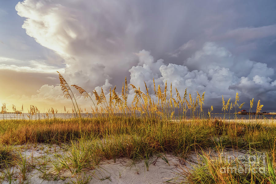Sea Oats in Bloom Photograph by Brian Wright