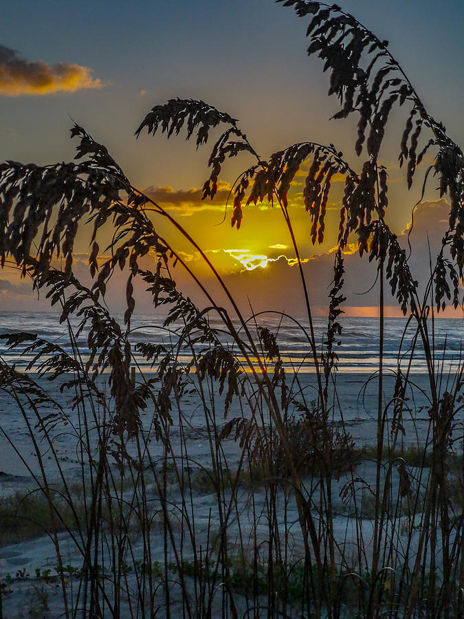 Sea Oats Sunrise Photograph by Danny Mongosa