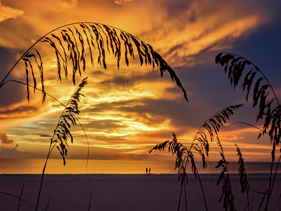 Sea Oats, Sunset and Silhouettes on Marco Island, Florida Photograph by ...