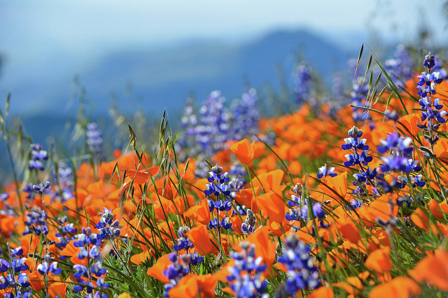 Poppy Photograph - Sea of California Wildflowers by Kyle Hanson