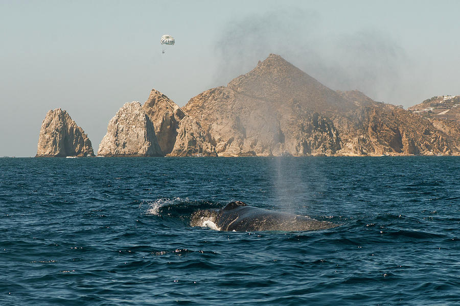 Sea of Cortez Photograph by Ray Devlin