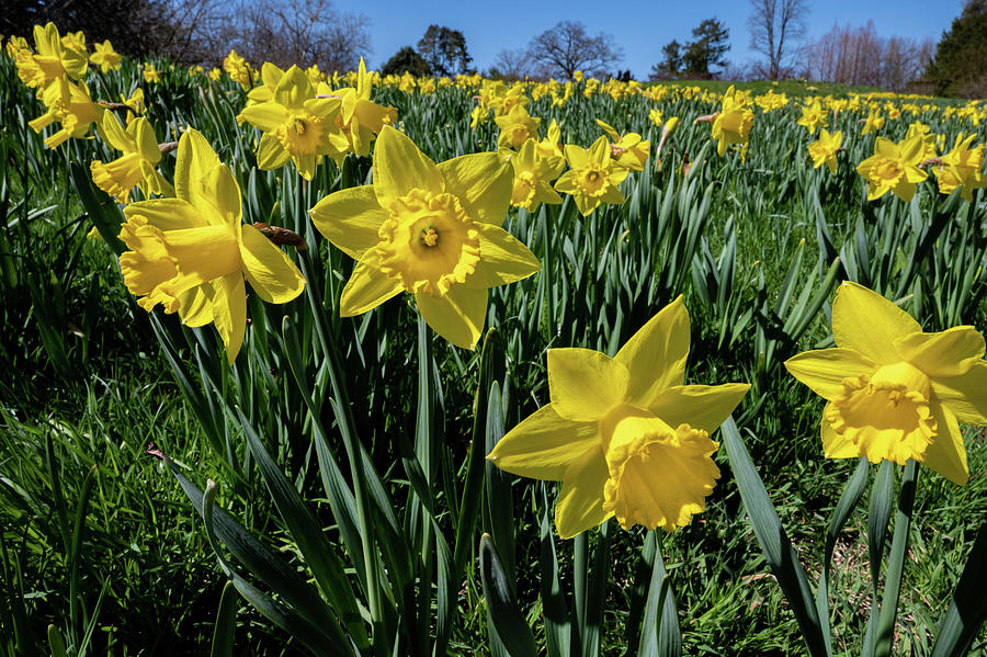 Sea of Daffodils  Photograph by Kevin Suttlehan