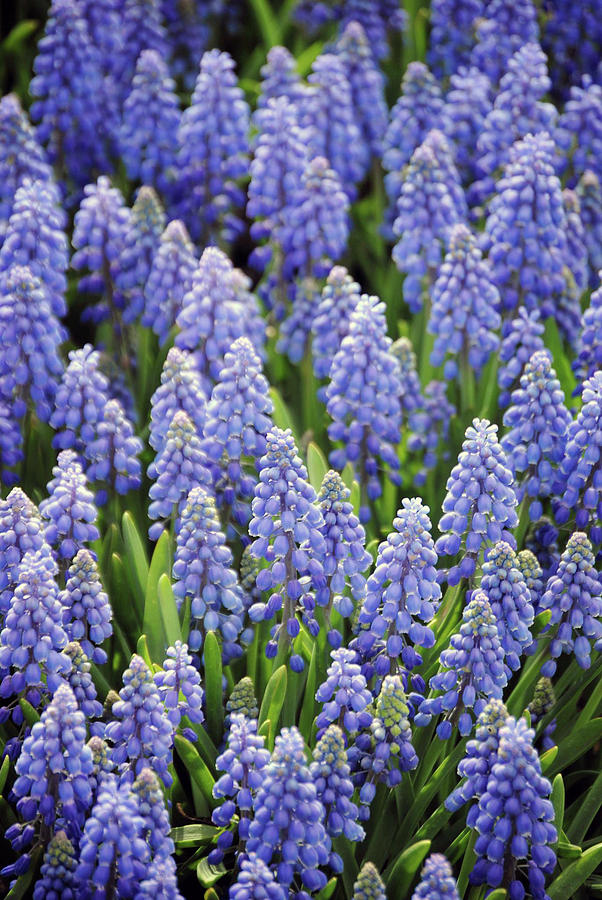 Sea of flowers Photograph by Scott Atkinson - Fine Art America