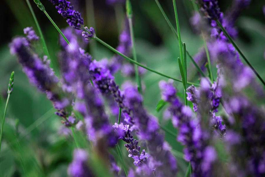 Sea of purple Photograph by Martin Newman - Fine Art America