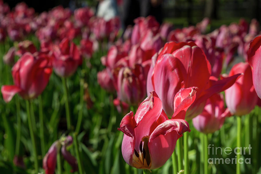 Sea of red tulips Photograph by Agnes Caruso