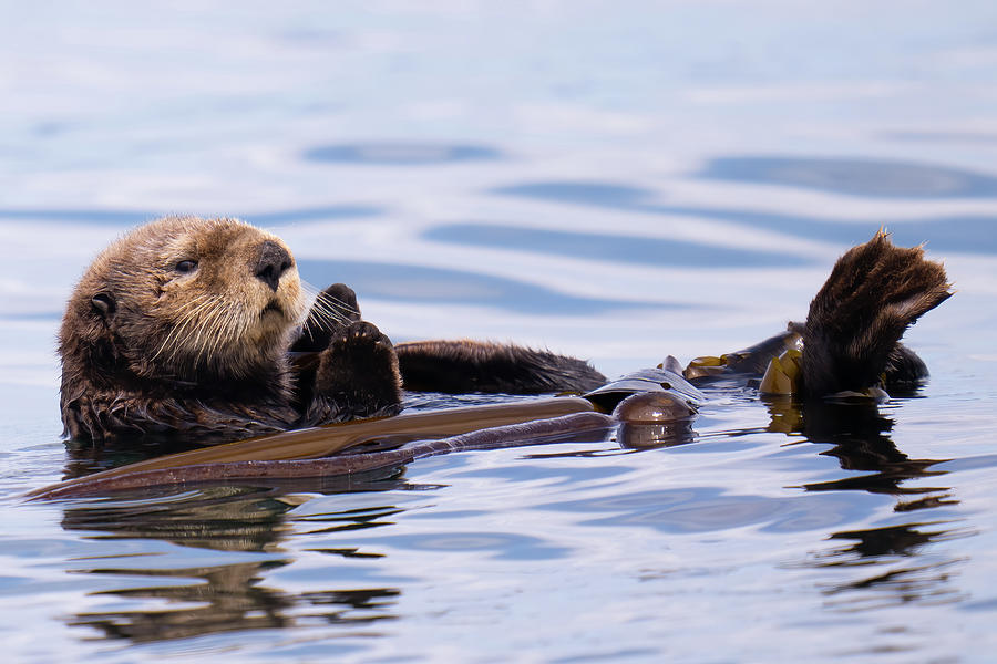 Sea Otter 2 Photograph by Ken Rea - Spirit Of Orca - Pixels